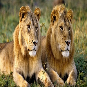16th Lion Population Report
