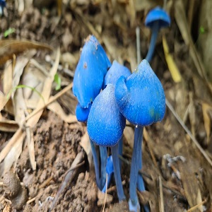 Blue Pinkgill mushroom