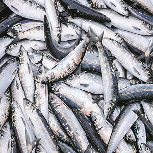 Domestic marine product exports