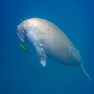 Indias first Dugong Conservation Reserve