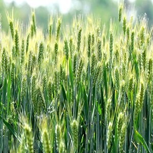 Ministry of Agriculture and Farmers Welfare