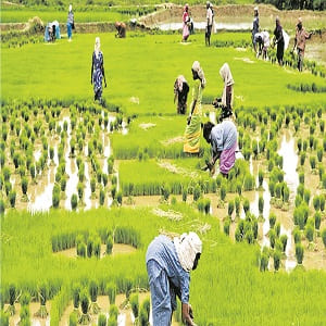 Indias agricultural growth during 2015-24 stood