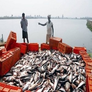 India is the worlds second-largest fish producer