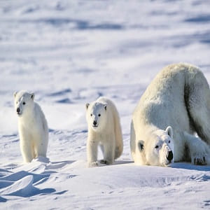 The International Polar Bear Day
