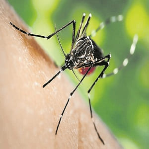 National Dengue Day