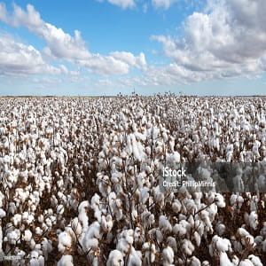New BT cotton variety