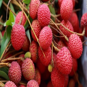 Tezpur Litchi