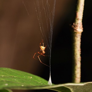 Ballista spider