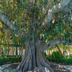 A Banyan tree