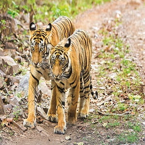 International Tiger Day