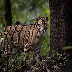 Clouded Leopard Conservation Action Plan
