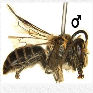 Himalayan bee