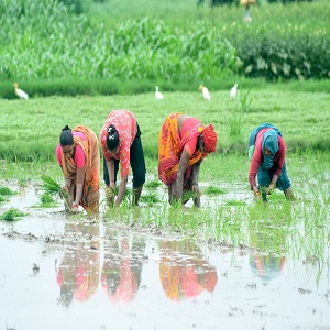 Kharif crops