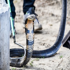 Snakebite disease