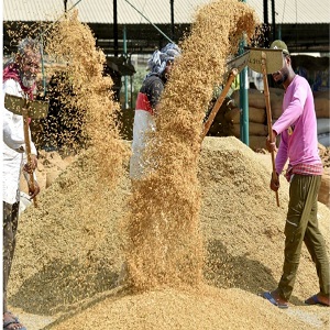 NPOP-certified ethnic rice