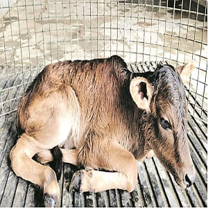 ICAR-National Dairy Research Institute (ICAR-NDRI)