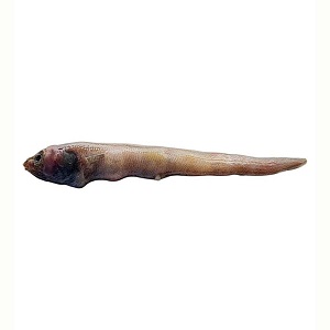 New fish species off the Kerala coast