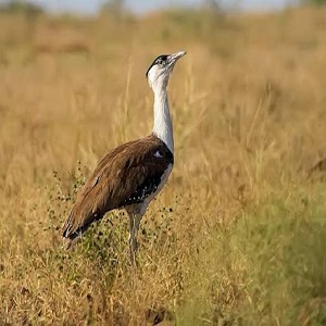Great Indian Bustards