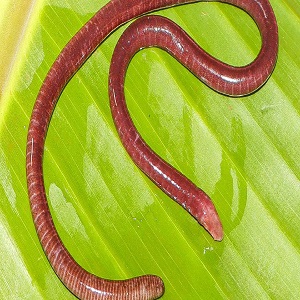 Maharashtra