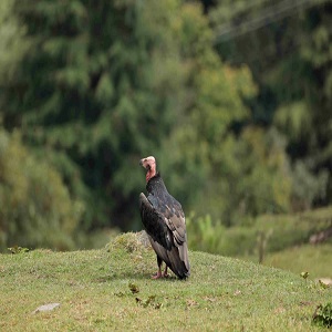 International Union for Conservation of Nature (IUCN)