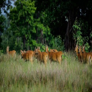 Satpura Tiger Reserve