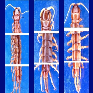 Scientists described three new species of centipedes