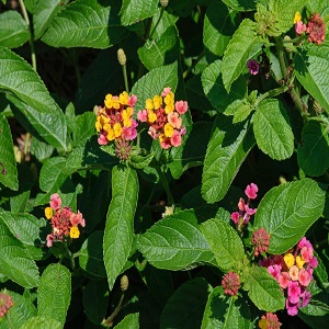 Lantana camara