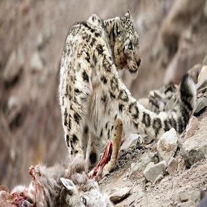 Snow Leopard Population Assessment in India (SPAI)